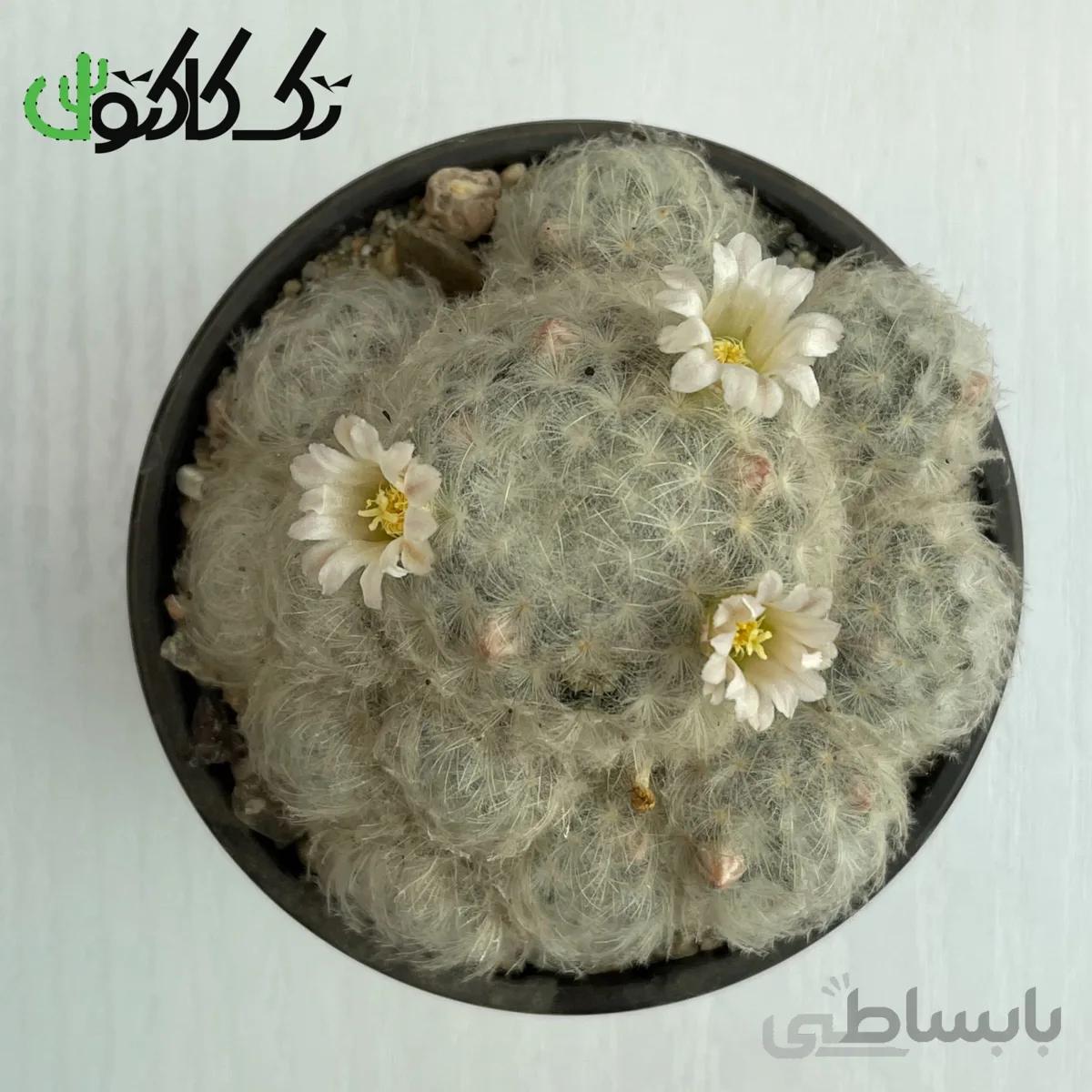 کاکتوس مامیلاریا پلاموزا CMP000727
