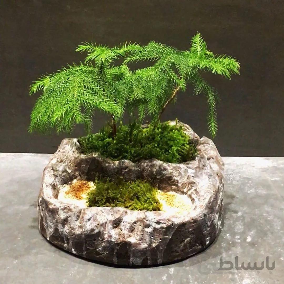 بونسای شبه کاج آروریکا با سازه سنگی