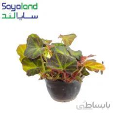 بگونیا موکتی