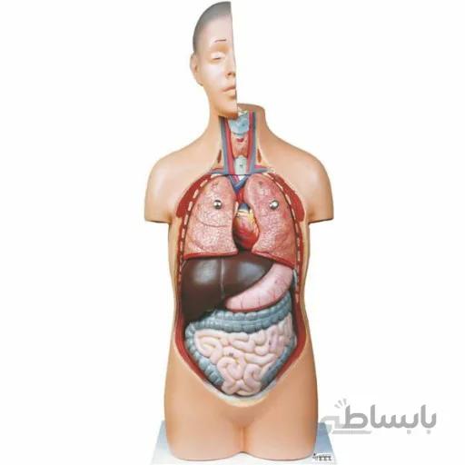 مولاژ نیم تنه انسان ( ۱/۲ اندازه طبیعی )