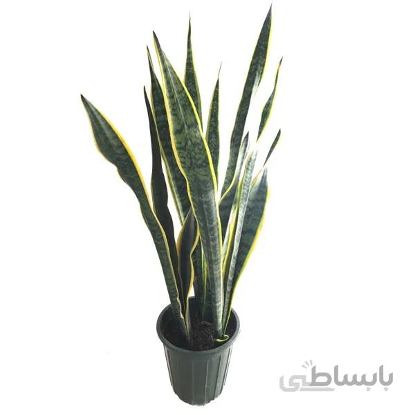 سانسوریا ابلق سه بوته
