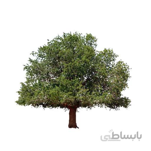 بذر درخت بنه
