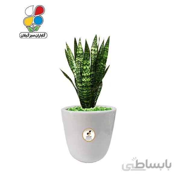 گیاه طبیعی سانسوریا شمشیری بزرگ مدل GN13-24L