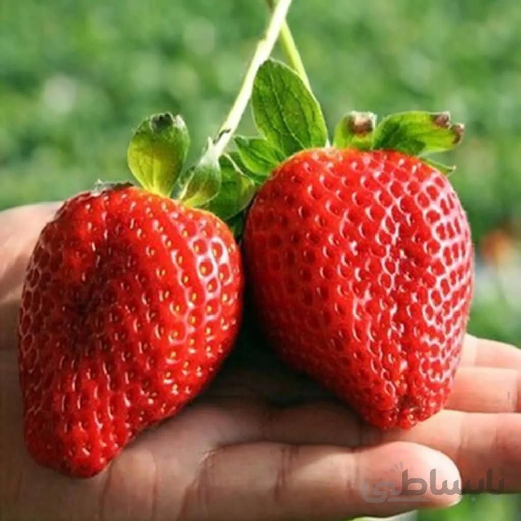 بذر توت فرنگی بونسای قرمز