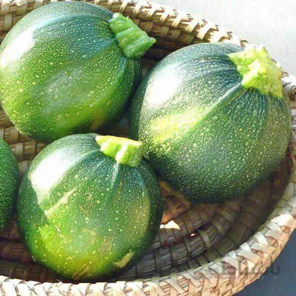 بذر کدو دلمه سبز تیره ایتالیایی بسته 20 عددی