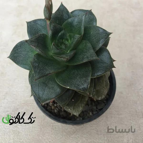 بذر اچوریا پورپوسوروم ده عدد