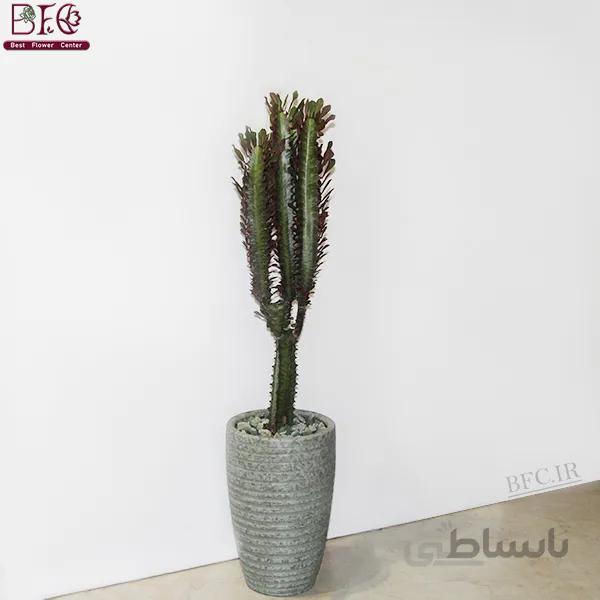 گیاه آپارتمانی افوربیا