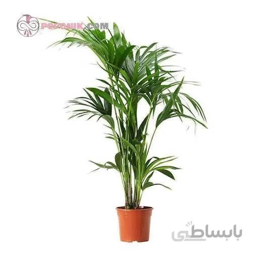 نخل کنتیا