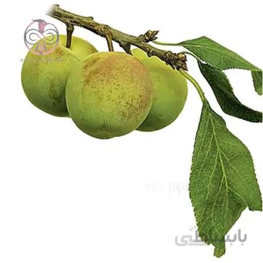 نهال آلوچه مازندرانی (سيتی)