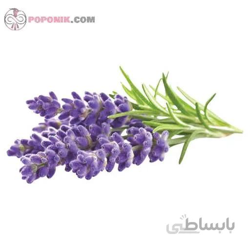 نشاء اسطوخودوس