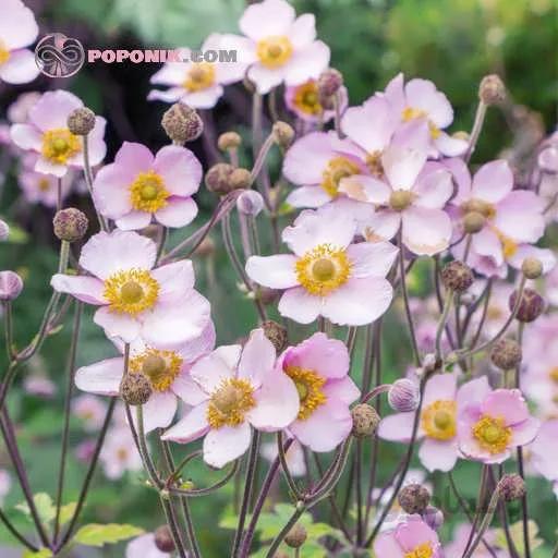 بذر میکس گل های ژاپنی