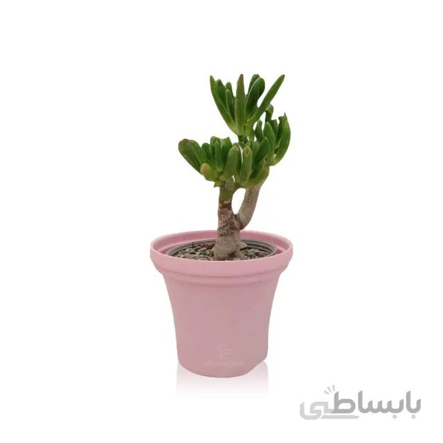 ساکولنت نعل اسبی در گلدان کاملیا 110