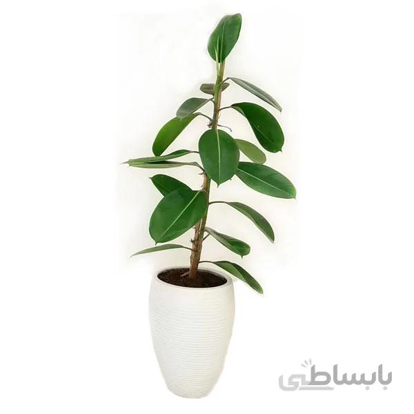 گیاه فیکوس سبز