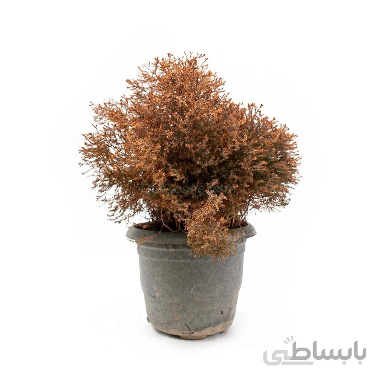 درختچه کاج ژنویه پا کوتاه