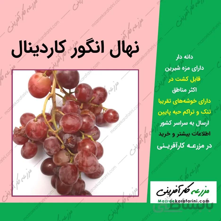 نهال گلدانی انگور کاردینال