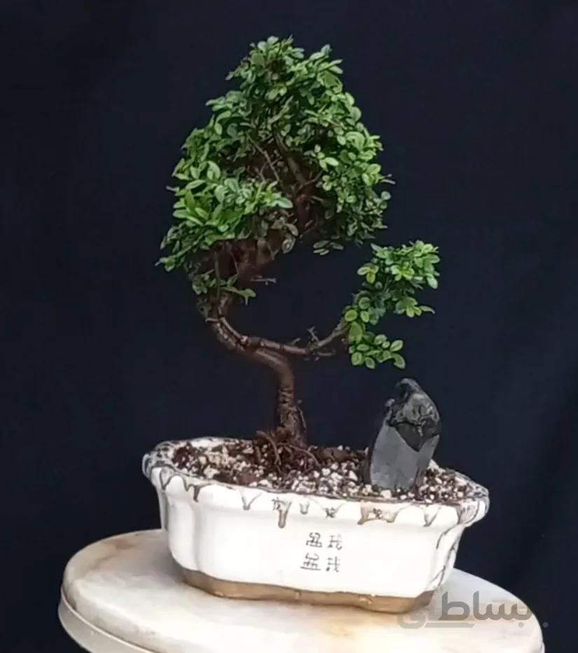 بنسای نارون هوکایدو ژاپنی ۱۵ ساله ا Escolpedia bonsai japanese