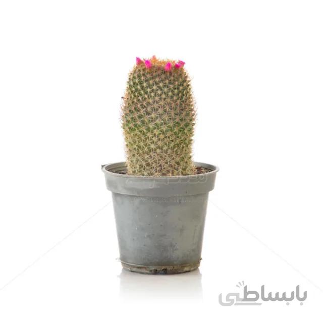 کاکتوس مامیلاریا هانیانا ارتفاع 20 سانتی متر
