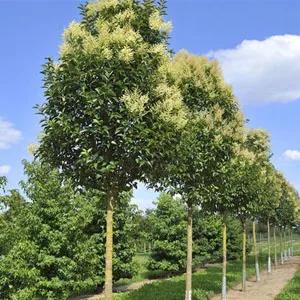 بذر درخت دائم سبز برگ نو ا Ligustrum