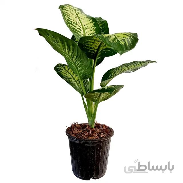 گیاه آپارتمانی دیفن باخیا ارتفاع 80 سانتی متر