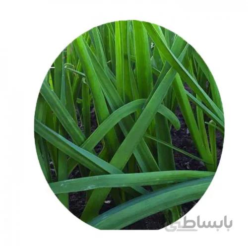 تره شادهگان بسته ۱۵ گرمی