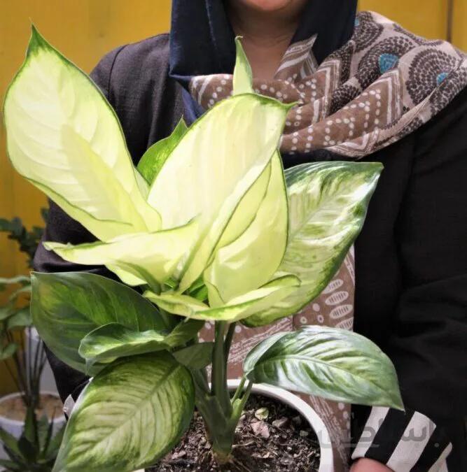 هاورتیا گورخری