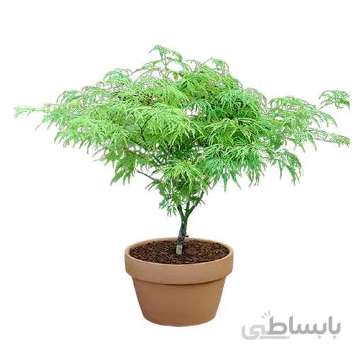 بذر درخت افرا سبز