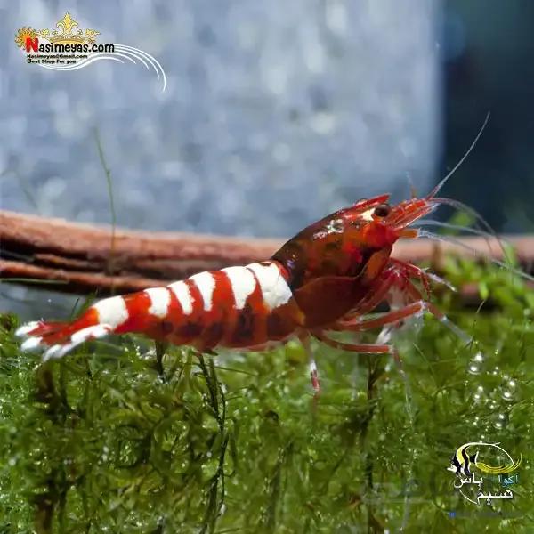 میگو پینتو رد درجه یک آب شیرین