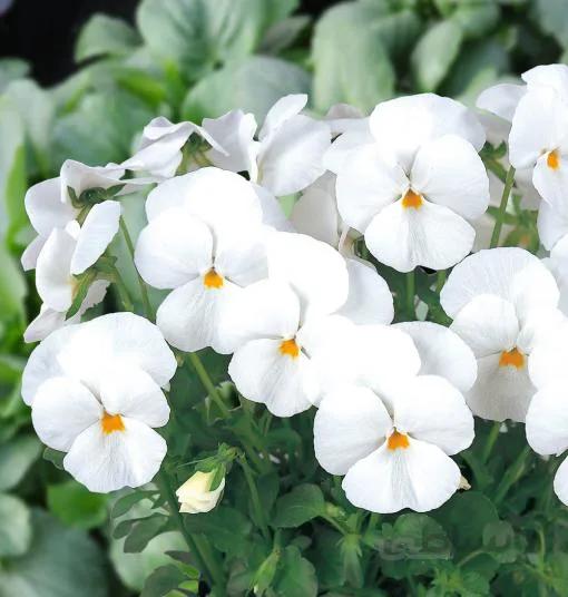 بذر گل بنفشه خوراکی تزیینی سفید بسته 200 عددی