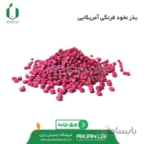 بذر نخود فرنگی واریته آمباداتور آمریکا