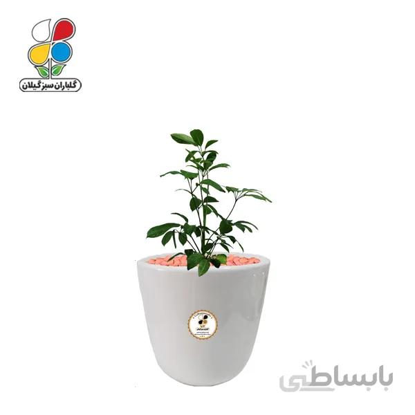 گیاه طبیعی شفلرا آمیت کوچک گلباران