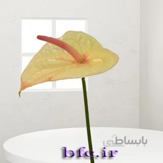 یک شاخه آنتریوم