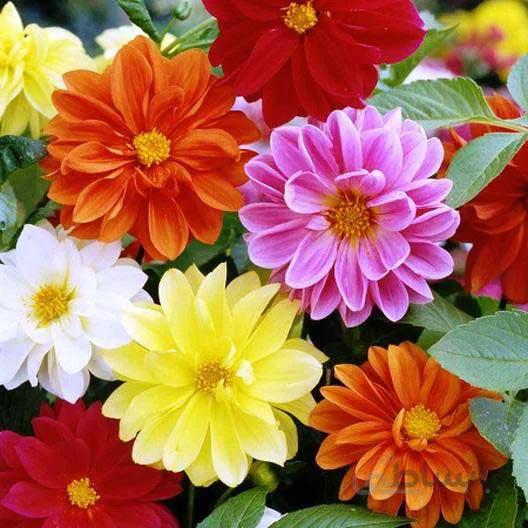 بذر گل کوکب بذری پاکوتاه الوان
