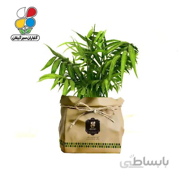 گیاه طبیعی شامادورا گلباران سبز گیلان مدل GN13-22K