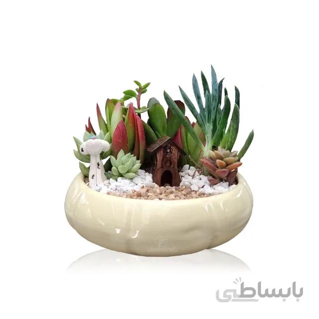 مجموعه ساکولنت در گلدان بونسای سرامیکی رنگی