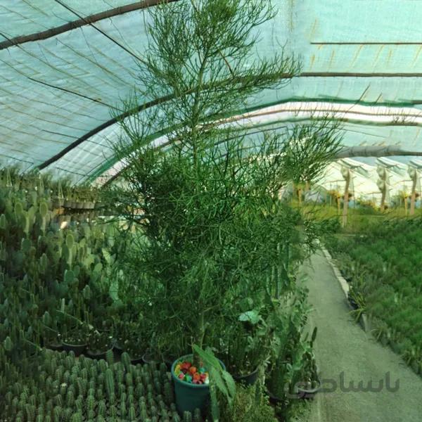 کاکتوس بزرگ افوربیا تیروکالی