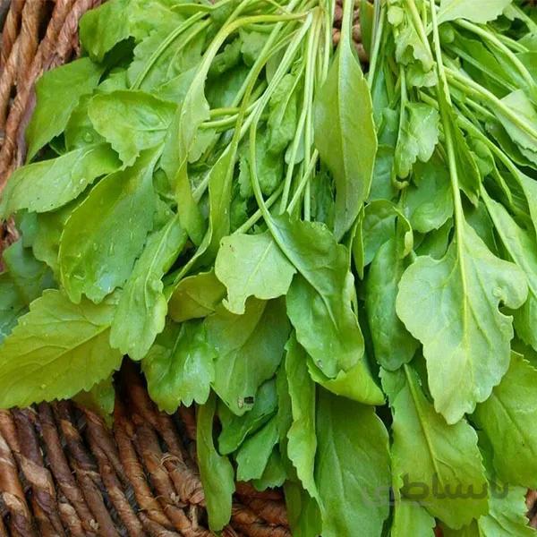 بذر شاهی درجه 1