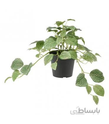 بوته گیاه فیتونیا ایکیا مدل FEJKA