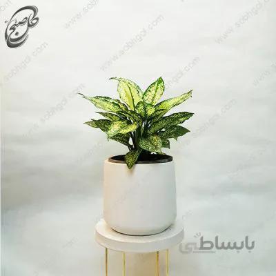 سفارش گل آنلاین – آگلونما سفید طرح A-021