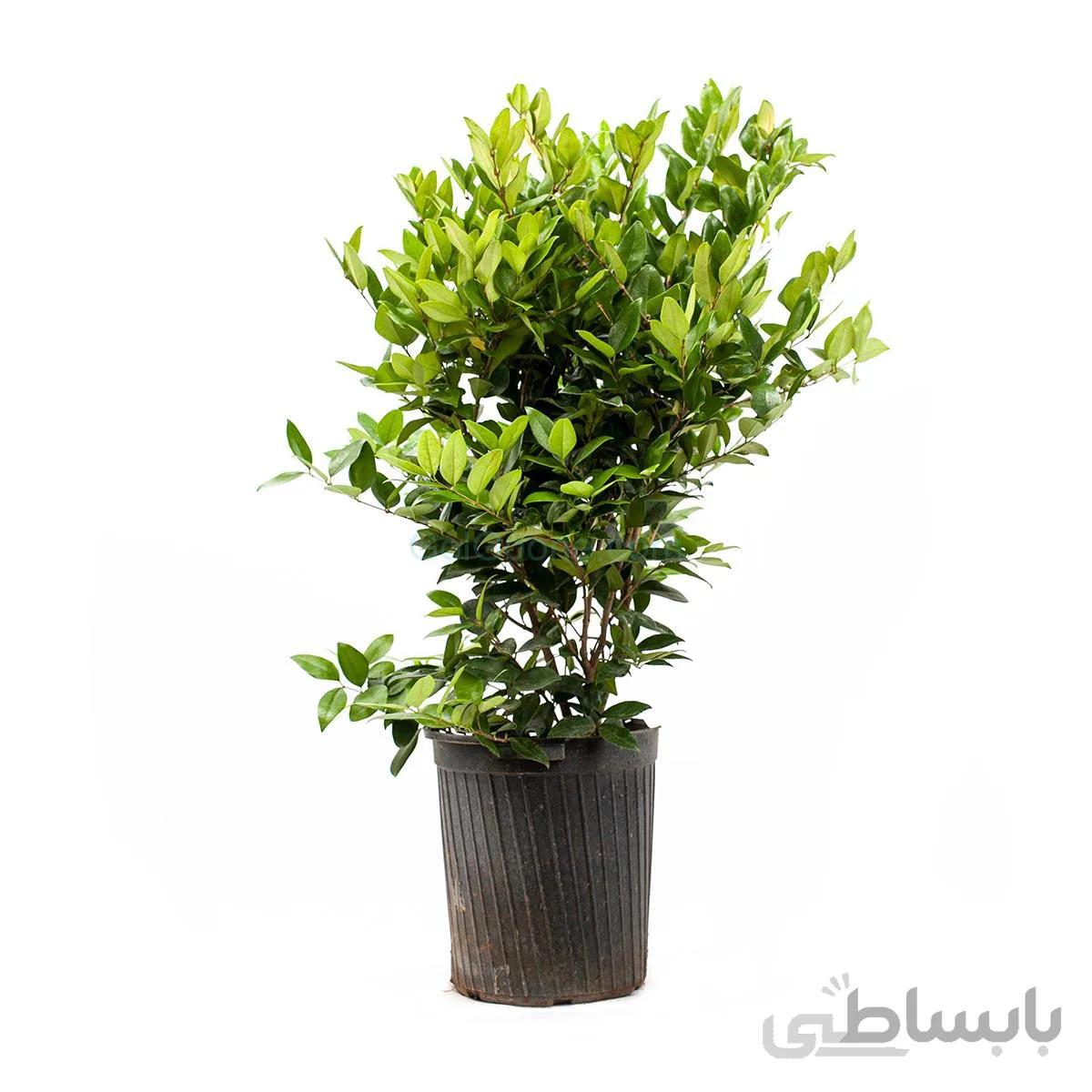 درختچه یاس هلندی | سایز متوسط