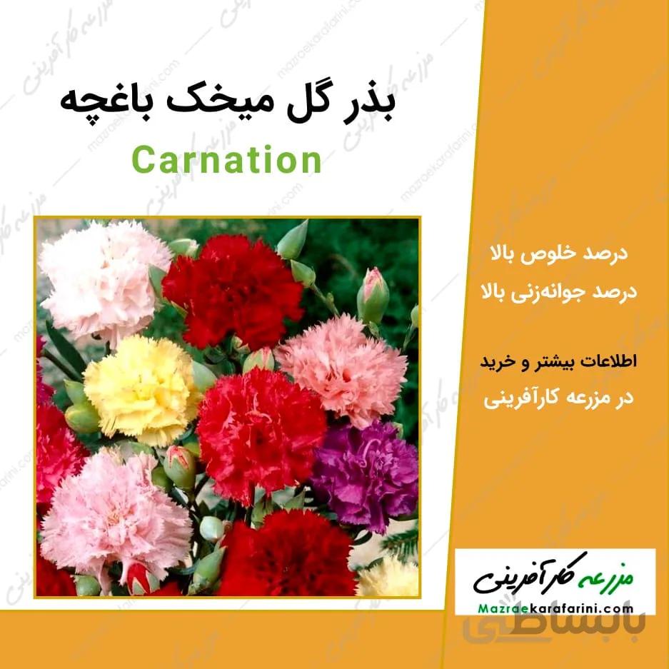 بذر گل میخک باغچه
