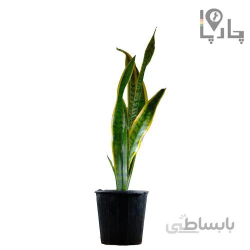 گیاه سانسوریا سایز متوسط