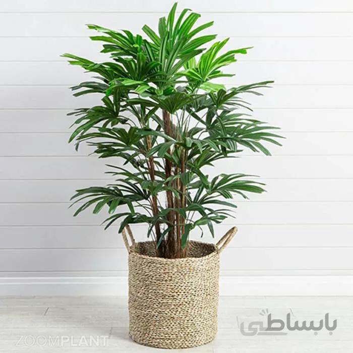 بذر نخل راپیس