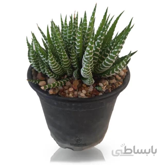 ساکولنت هاورتیا گورخری