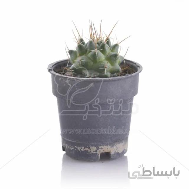 کاکتوس مامیلاریا ماگنیماما ارتفاع 12 سانتی متر