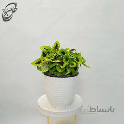 سفارش گل آنلاین – حسن یوسف طرح H-071