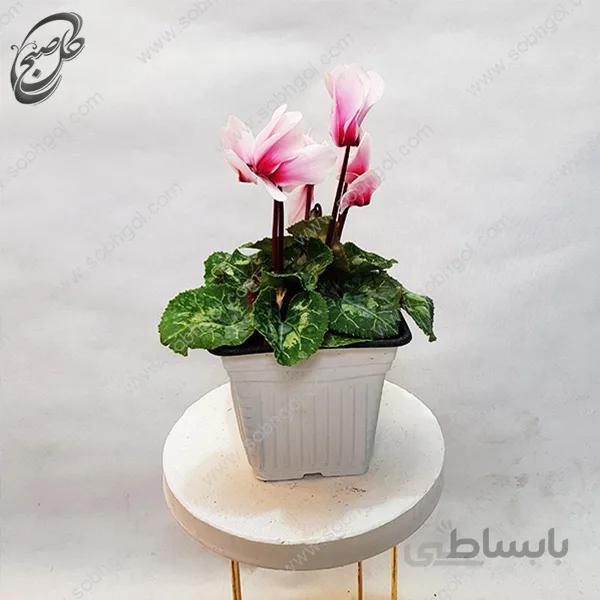 سفارش گل آنلاین – سیکلامن صورتی طرح C-041