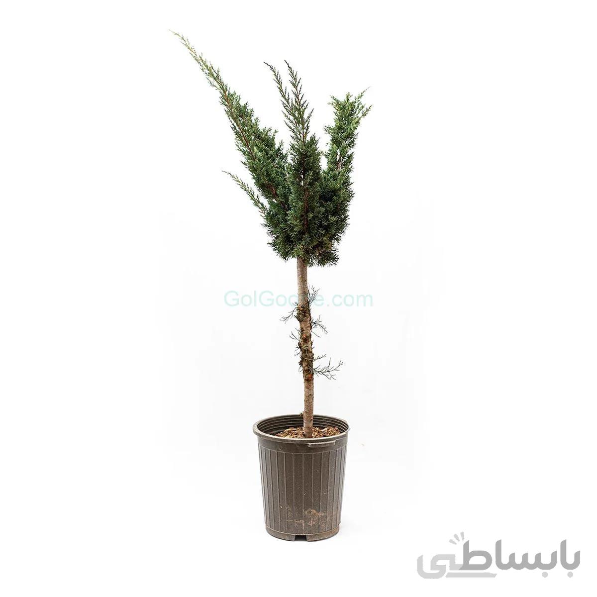 درختچه کاج دم روباهی | سایز متوسط