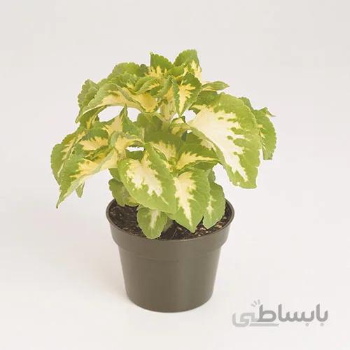 بذر حسن یوسف یشمی