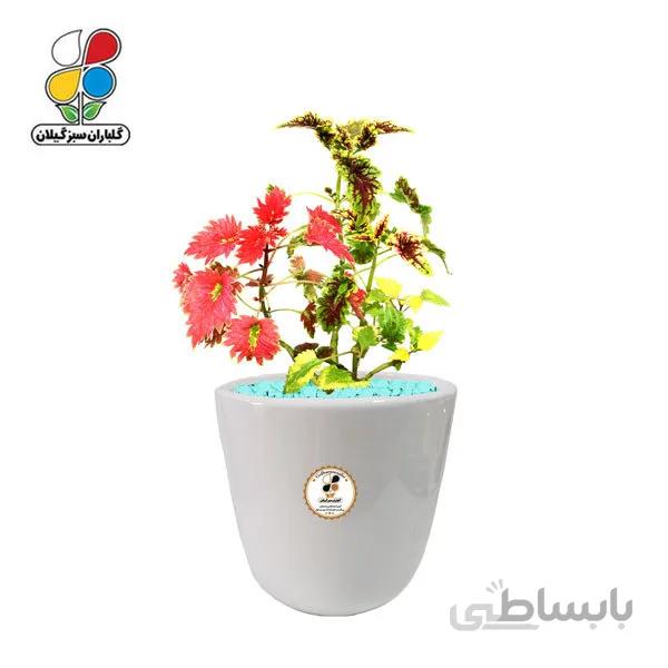 گیاه طبیعی حسن یوسف ابلق متوسط