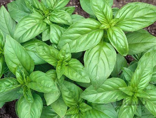 بذر ریحان گنووس عروسک بسته 50 عددی